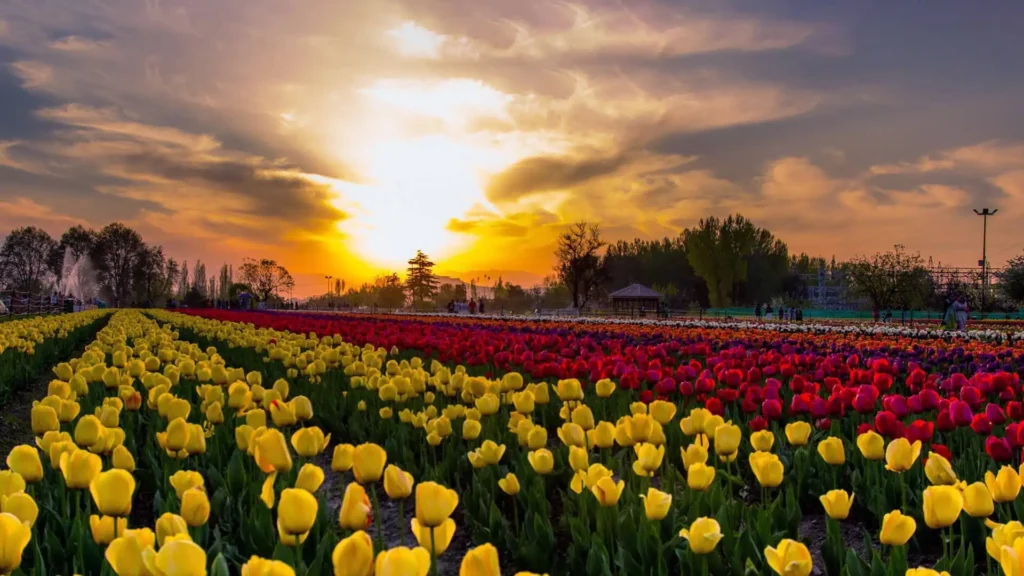 tulip festival 1.jpg